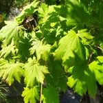 Acer pseudosieboldianum Folha