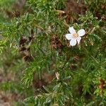 Frankenia corymbosa Λουλούδι