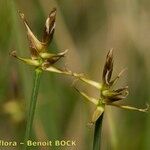 Carex microglochin ഫലം