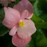 Begonia cucullataFlor