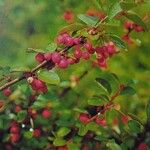 Cotoneaster integerrimus Frukt