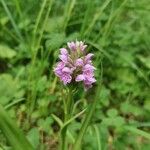 Dactylorhiza sibiricaFlower