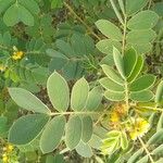 Senna obtusifolia Leaf