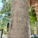 Washingtonia robusta Žievė