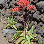 Kalanchoe gastonis-bonnieri Levél