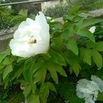 Paeonia × suffruticosa Квітка