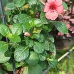 Barleria repens Fleur