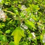 Malus coronaria Leaf