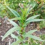 Epilobium ciliatumLeaf