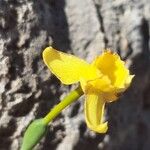 Narcissus assoanus Flower
