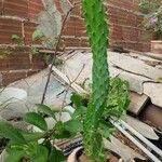 Opuntia triacanthos Leaf