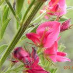 Indigofera hilaris Flor