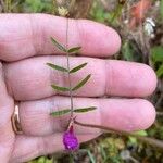 Vicia peregrina Лист