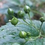 Scrophularia alpestris Fruit