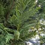 × Hesperotropsis leylandii Leaf