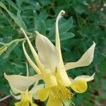 Aquilegia chrysantha Blüte