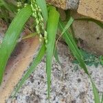 Panicum miliaceum Blatt