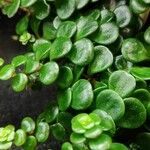 Sedum makinoi Leaf