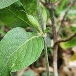 Ruellia prostrata Liść