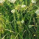 Sium latifolium Flower