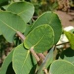 Angophora hispida Blad