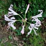 Nerine undulata Flower