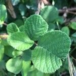 Rubus ellipticus Leaf