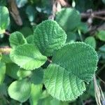 Rubus ellipticus ഇല