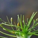 Subularia aquatica Habitus