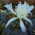 Pancratium maritimumFiore