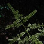 Talisia sylvatica Flor
