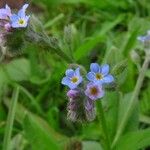 Myosotis discolor Çiçek