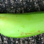 Musa acuminata Frukt