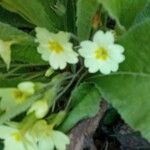 Primula × polyantha Blüte