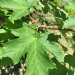 Acer glabrum Frunză