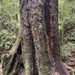 Dacrycarpus dacrydioides Bark