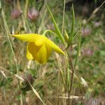 Calochortus amabilis Λουλούδι