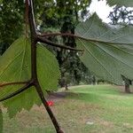 Crataegus mollis Leaf