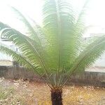 Cycas circinalis Lapas