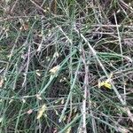 Jasminum nudiflorum Blad