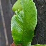 Asplenium scolopendrium ᱥᱟᱠᱟᱢ