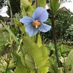 Meconopsis grandis Blüte