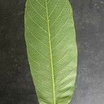 Castilla elastica Leaf