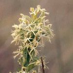 Platanthera lacera Flower