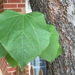 Cercis canadensisBlad