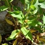 Hieracium sabaudum Leaf