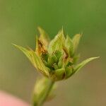 Bupleurum baldense Fruit