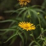 Buphthalmum salicifolium Flor