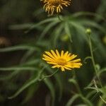 Buphthalmum salicifolium Blüte