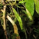Pleurothallis pruinosa Fruit